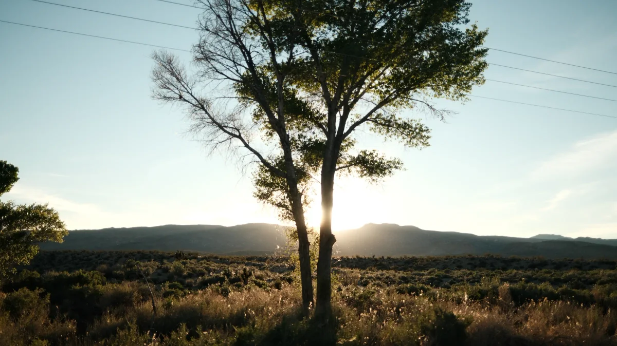 Backlit tree standing in a field of sagebrush with mountains and a bright sky