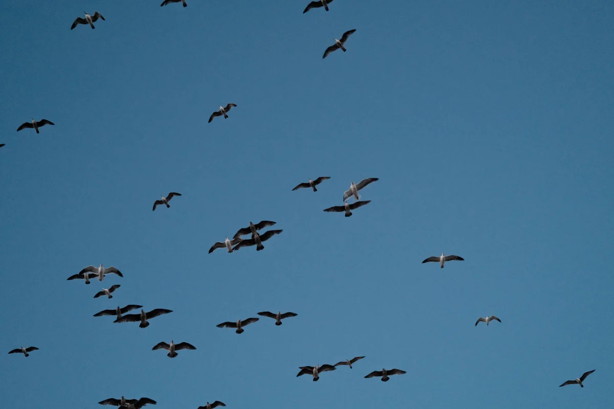 Flock of seagulls flying against a deep blue sky