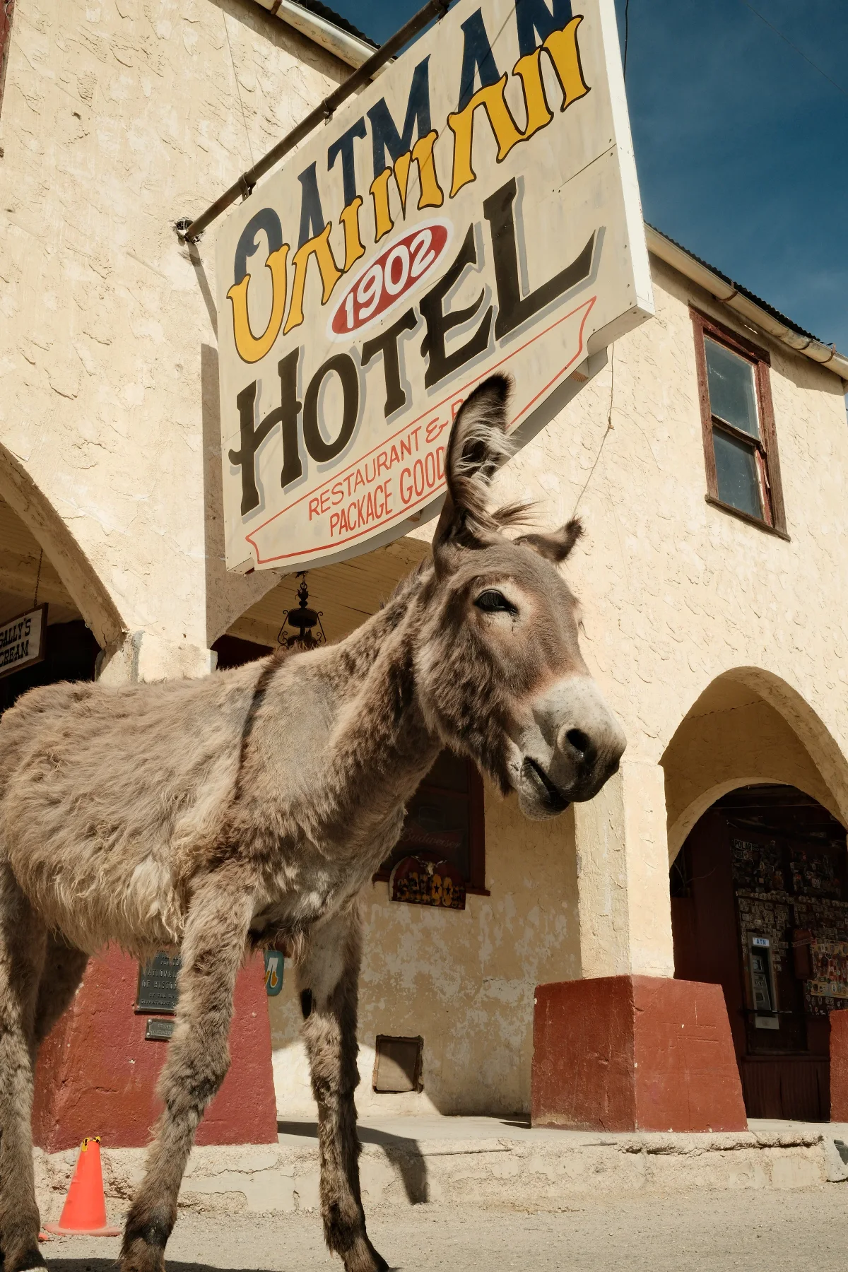 Wild burro standing beneath the 1902 Oatman Hotel sign in Oatman, Arizona