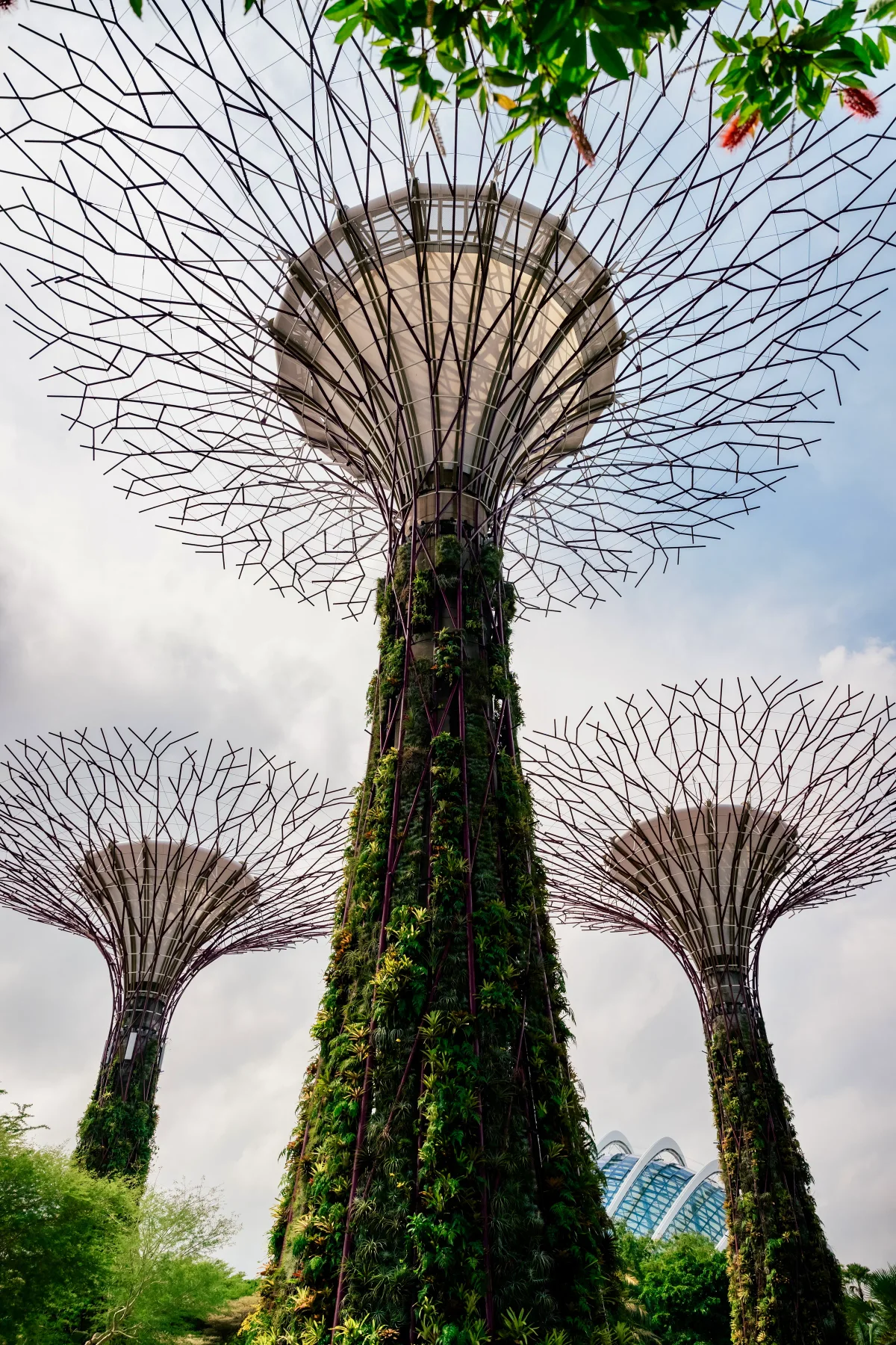 Supertree Grove sculptures at Gardens by the Bay in Singapore seen from below
