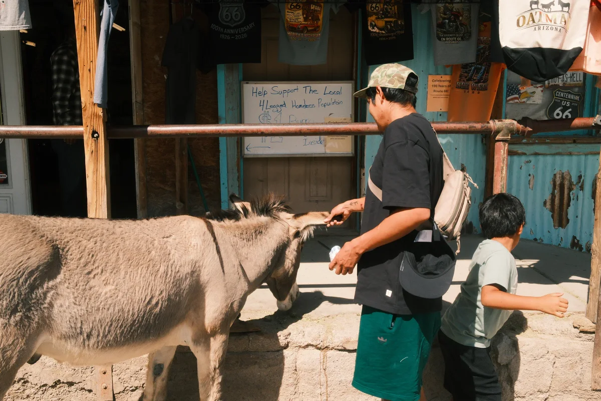 Man and boy petting a wild burro outside a souvenir shop in Oatman, Arizona