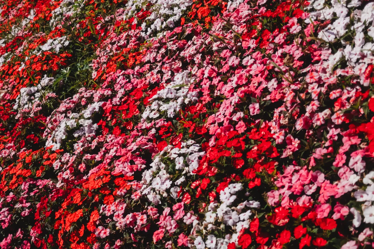 Dense bed of red, pink and white impatiens flowers