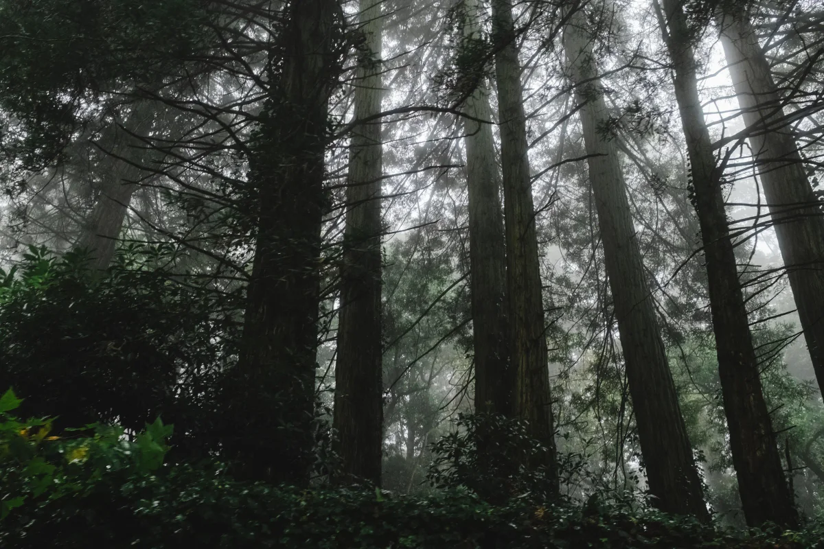 Towering trees disappearing into fog in a dense forest