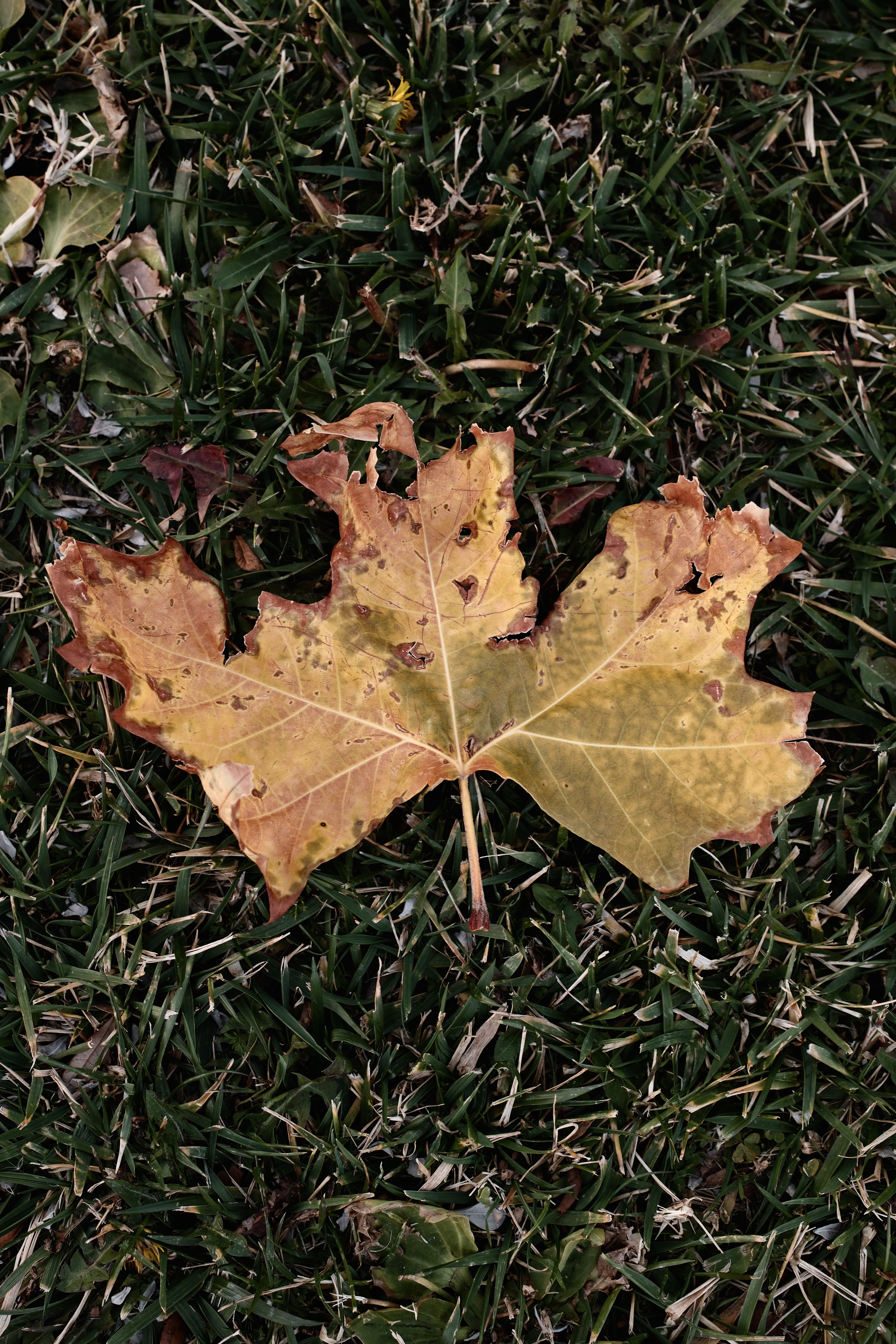 DSCF6951