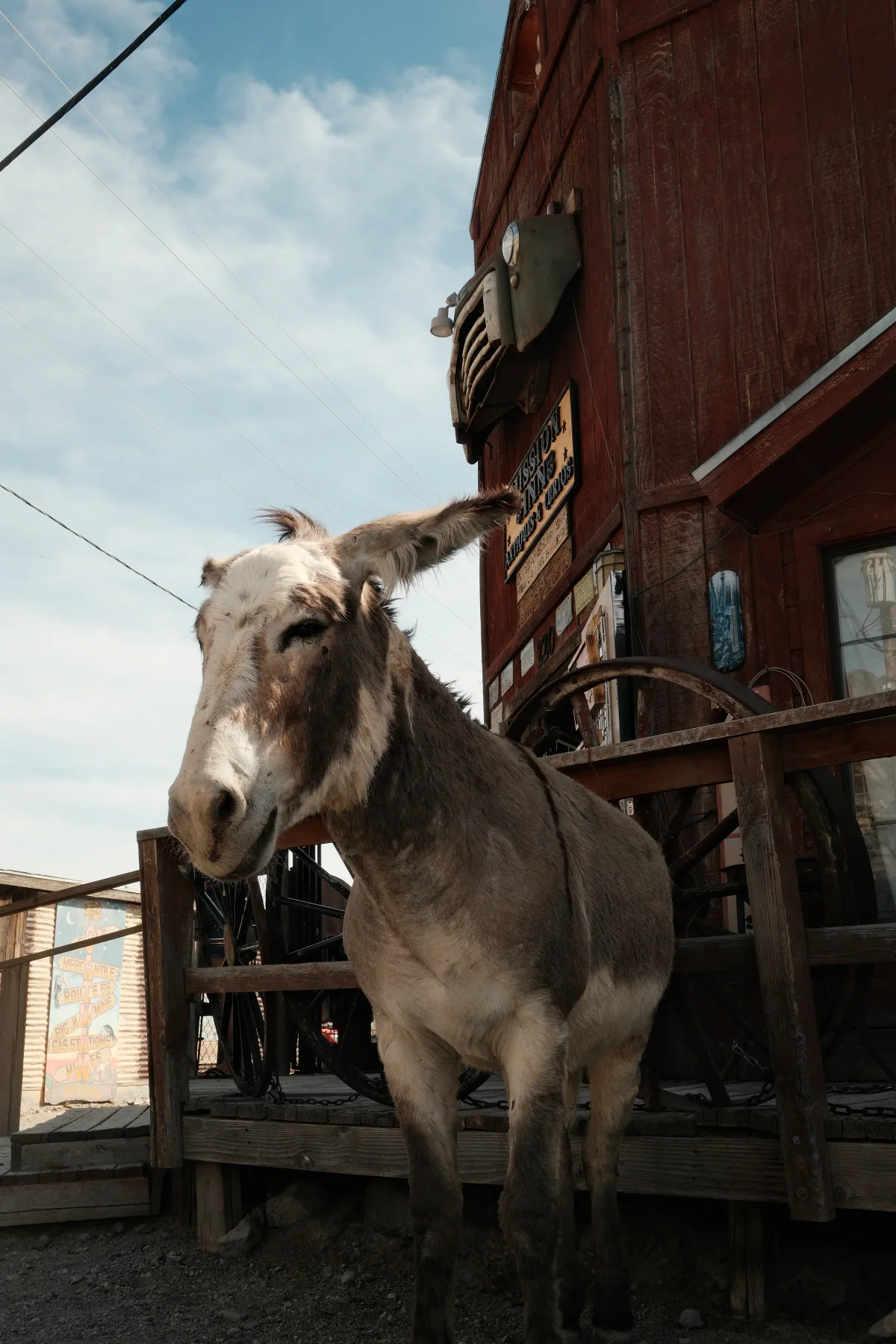 White-faced wild burro standing by a weathered red wooden building under a blue sky