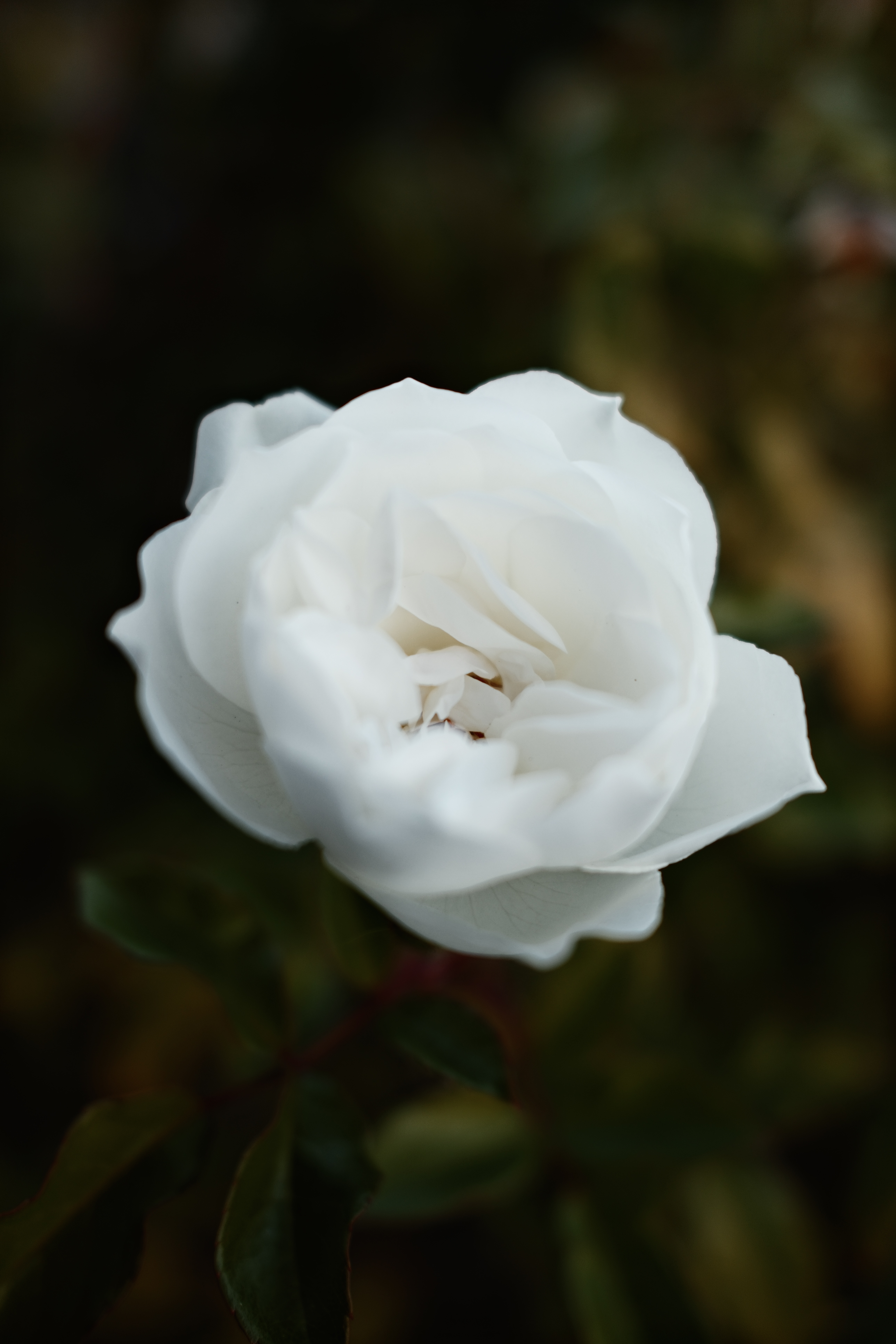 DSCF6947