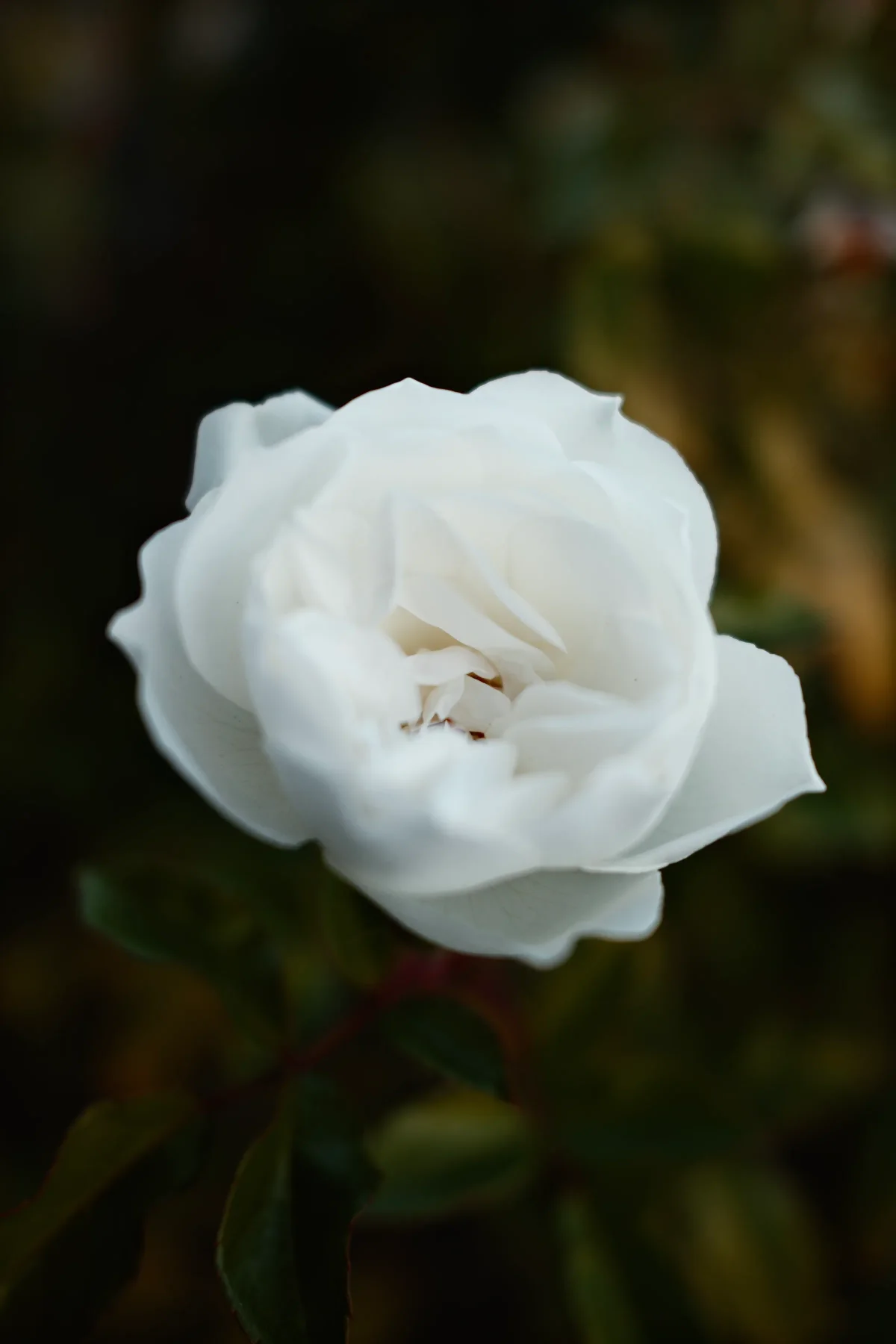 Soft white rose in bloom against a dark green background