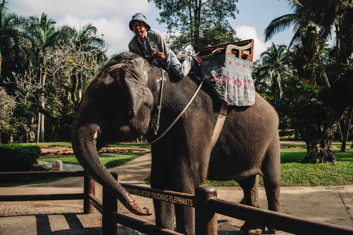 Smiling mahout in a bucket hat resting on an elephant beside a wooden fence in a tropical park